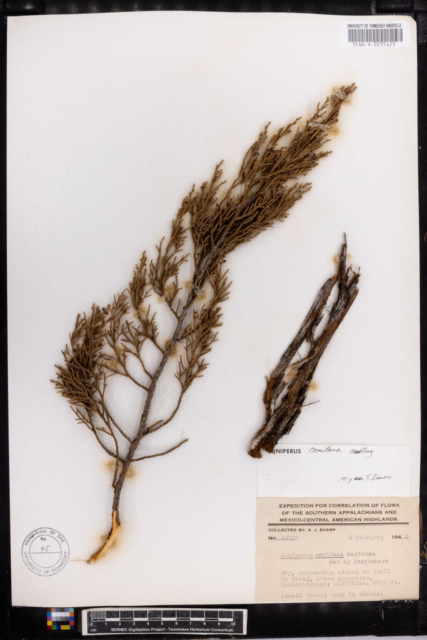 Juniperus comitana image