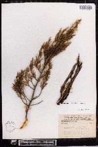 Juniperus comitana image