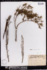 Juniperus comitana image