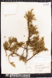 Juniperus pachyphlaea image