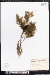 Cupressus lusitanica image