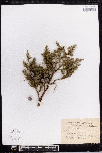 Cupressus lusitanica image