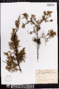 Cupressus lusitanica image