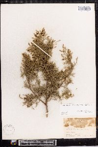 Juniperus deppeana image