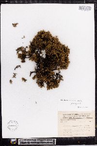 Juniperus tetragona image