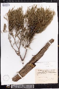 Juniperus flaccida image