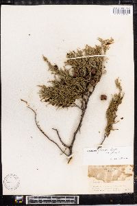 Juniperus flaccida image