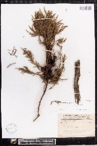 Juniperus flaccida image