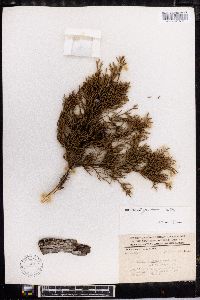 Juniperus comitana image