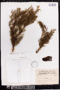 Juniperus comitana image