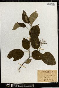 Cornus asperifolia image