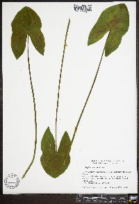 Sagittaria australis image