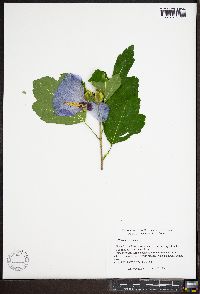 Hibiscus syriacus image