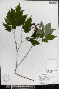 Actaea pachypoda image