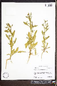 Rorippa sessiliflora image