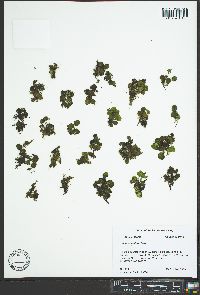 Salvinia minima image