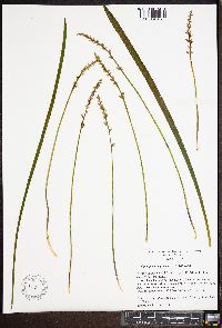 Ophiopogon japonicus image