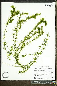 Hydrilla verticillata image