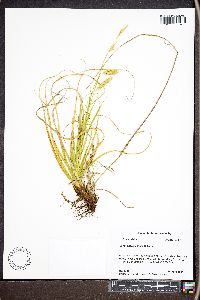 Carex cherokeensis image