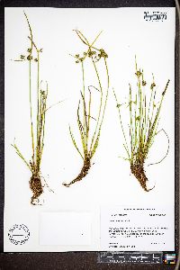 Cyperus difformis image