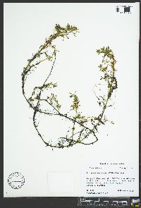 Myriophyllum aquaticum image