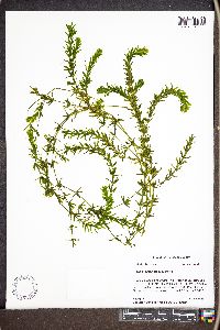 Hydrilla verticillata image