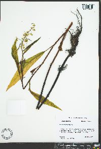 Rumex verticillatus image
