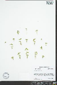Oldenlandia uniflora image