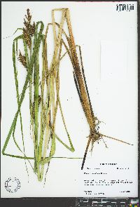 Carex hyalinolepis image