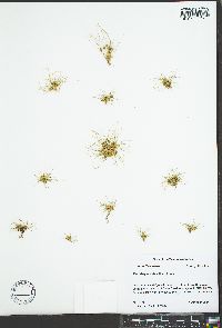 Fimbristylis vahlii image