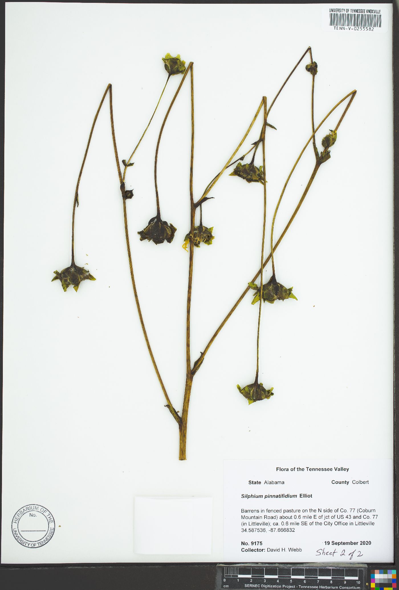 Silphium pinnatifidum image