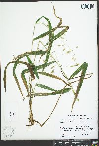 Leersia lenticularis image