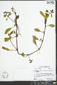 Ludwigia hexapetala image