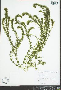 Hydrilla verticillata image