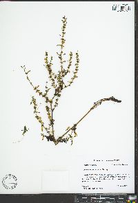 Rumex conglomeratus image