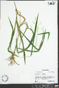 Leersia lenticularis image