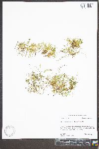 Houstonia micrantha image