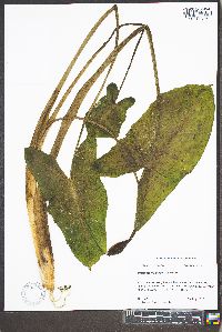 Peltandra virginica image