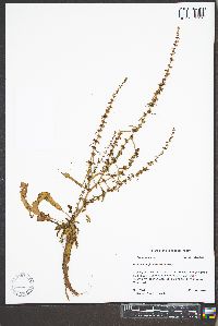 Rumex conglomeratus image