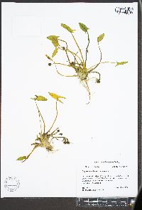 Sagittaria montevidensis subsp. calycina image