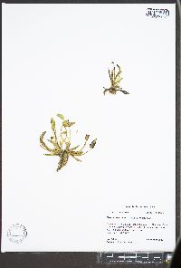 Heteranthera limosa image