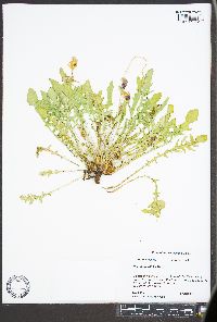 Oenothera triloba image