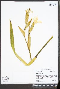 Iris pseudacorus image