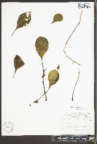 Peperomia obtusifolia image