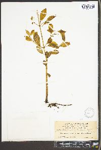 Peperomia humilis image
