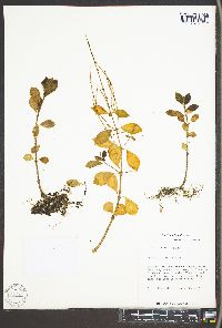 Peperomia humilis image