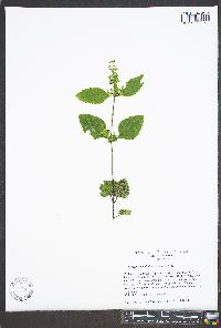 Scutellaria elliptica image