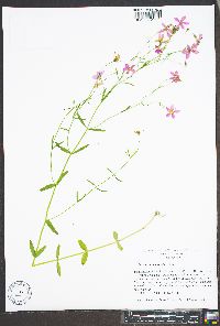 Sabatia campanulata image