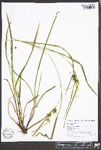 Carex lonchocarpa image