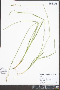 Carex ruthii image